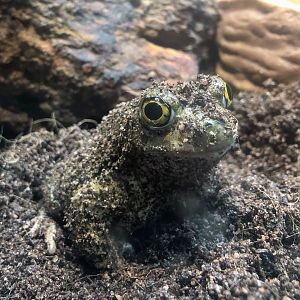 Couch's Spadefoot Toad