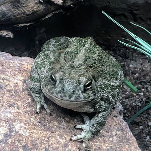 Great Plains Toad