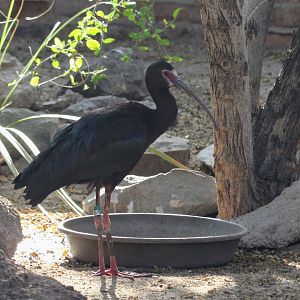 White-faced Ibis
