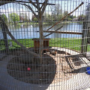 American Badger exhibit