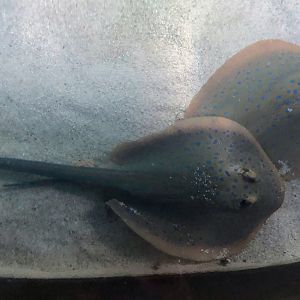 Blue-spotted Ribbontail Ray