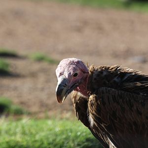 Lappet-faced Vulture