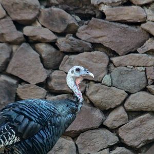 Wild Turkey