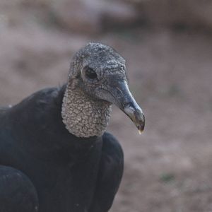Black Vulture