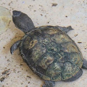 Sonoran Mud Turtle