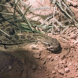 Hopi Rattlesnake