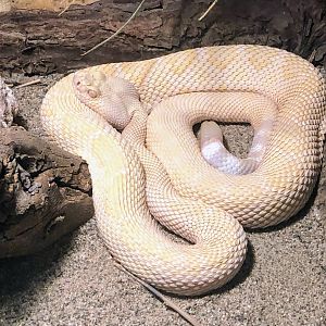 Albino Western Diamondback Rattlesnake