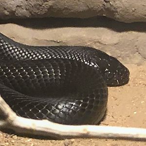 Mexican Black Kingsnake