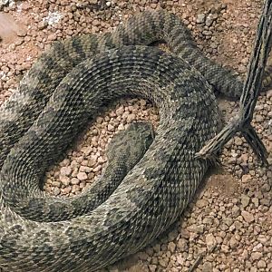 Prairie Rattlesnake
