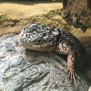 Yarrow's Spiny Lizard