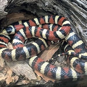 Arizona Mountain Kingsnake