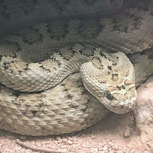 Great Basin Rattlesnake