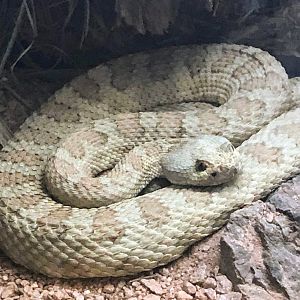 Grand Canyon Rattlesnake