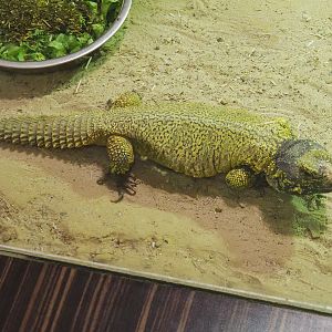Moroccan spiny-tailed lizard (Uromastyx nigriventris), 2021-07-17