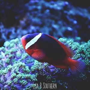 Tomato Clownfish