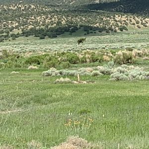 Gunnison's prairie dog (Cynomys gunnisoni)