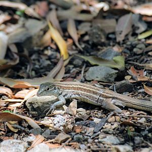 Sonoran Spotted Whiptail (wild)