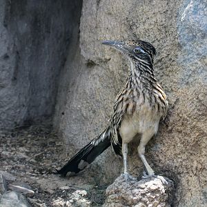 Greater Roadrunner