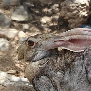 Antelope Jackrabbit