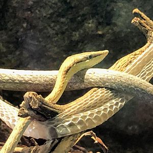 Brown Vine Snake