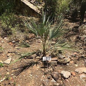 San Jose Hesper Palm