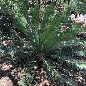 cycad