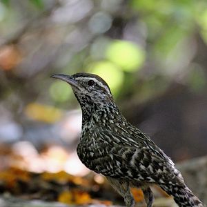 Cactus Wren (wild)