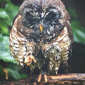 African Wood Owl