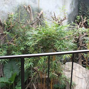 White-Handed Gibbon & Asian-Small Clawed Otter Exhibit - Lied Jungle