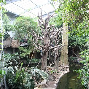 White-Handed Gibbon & Indian Crested Porcupine Exhibit - Lied Jungle