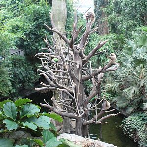 White-Handed Gibbon & Indian Crested Porcupine Exhibit (Restaurant View) - Lied Jungle