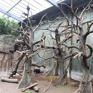 Francois Langur, Mueller's Gibbon & Malayan Tapir Exhibit - Lied Jungle