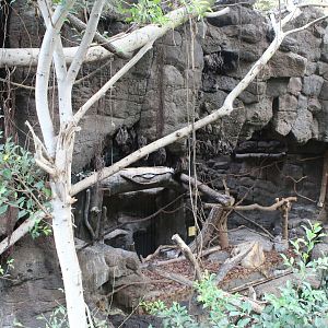 Eurasian Eagle Owl Exhibit + Free Flight Bats - Lied Jungle