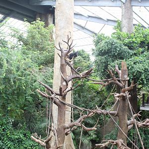 Black Howler Monkey & Wolf's Guenon Exhibit - Lied Jungle