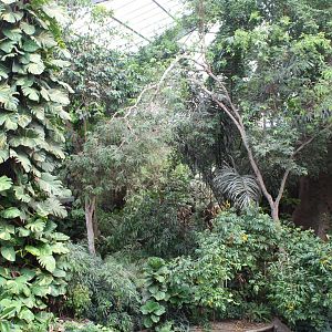 View Into The Jungle - Lied Jungle