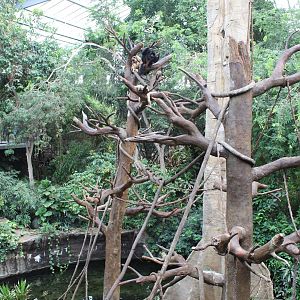Black Howler Monkey & Wolf's Guenon Exhibit - Lied Jungle