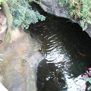 Pygmy Hippo Exhibit- Lied Jungle