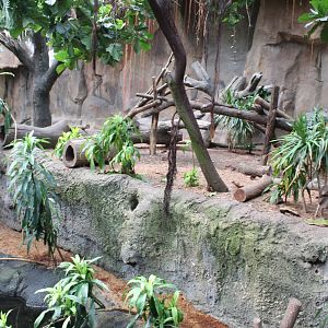 African Spotted-Necked Otter Exhibit - Lied Jungle