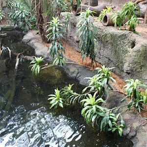 African Spotted-Necked Otter Exhibit - Lied Jungle
