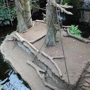 Black-Headed Spider Monkey & Malayan Tapir Exhibit - Lied Jungle