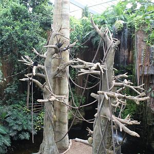 Black-Headed Spider Monkey & Malayan Tapir Exhibit - Lied Jungle