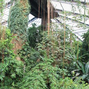 Overview - Lied Jungle