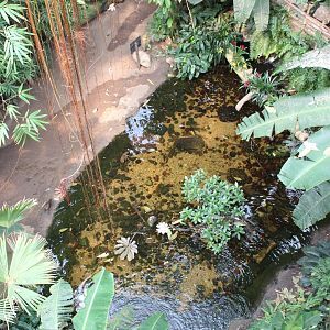 Freshwater Stingray Exhibit - Lied Jungle