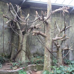 Squirrel Monkey, Black-Headed Spider Monkey, Red-Backed Bearded Saki & Lowland Paca Exhibit - Lied Jungle