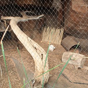 Bat-Eared Fox Exhibit - Desert Dome