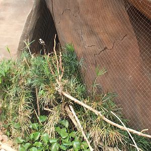 Blue-Bellied Roller Exhibit - Desert Dome