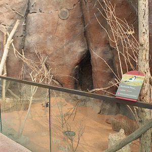 Chestnut Weaver & Blacksmith Plover Exhibit - Desert Dome