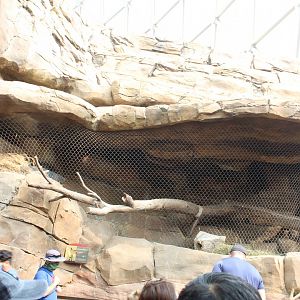 African Wild Cat Exhibit - Desert Dome