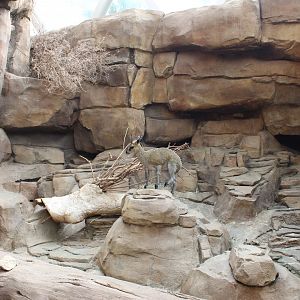 Klipspringer Exhibit - Desert Dome
