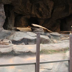 Dwarf Mongoose Exhibit - Desert Dome